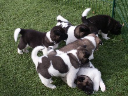 Lord of Odate's inheritance