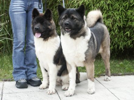 Lord of Odate's inheritance