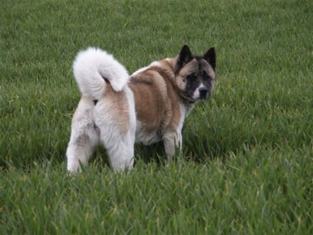 Lord of Odate's inheritance