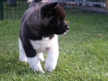 Lord of Odate's inheritance