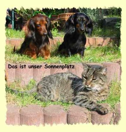 vom Siebendörfermoor FCI (DTK/VDH/FCI)