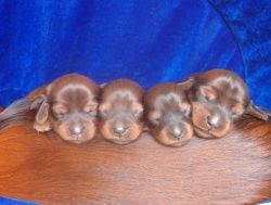 vom Siebendörfermoor FCI (DTK/VDH/FCI)