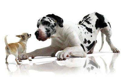 Domnik Hundetrainer / Rheinland-Pfalz