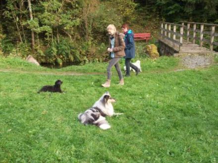 Team-Training für Mensch und Hund