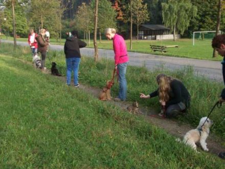 Team-Training für Mensch und Hund
