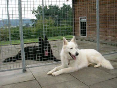 Hundepension Schlüchtern in Hessen