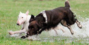 DogCoach Enrico Lombardi (Sachverständiger)