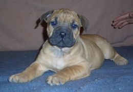 German Boerboels