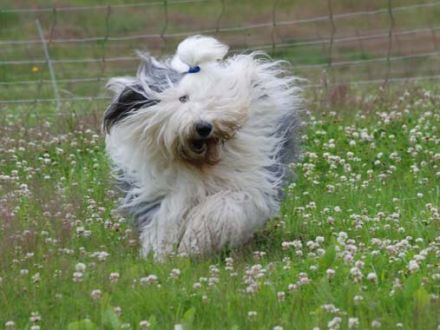 OES From Mystery Avalon