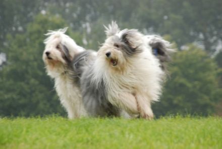 OES From Mystery Avalon