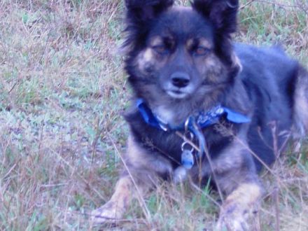 Private Hundetrainerin