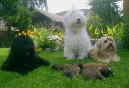 von den kleinen Schneeloewen