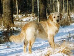 von der alten Waldmühle