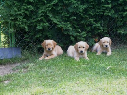 von der alten Waldmühle