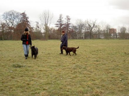 Hunde- und Halterschule Frankfurt