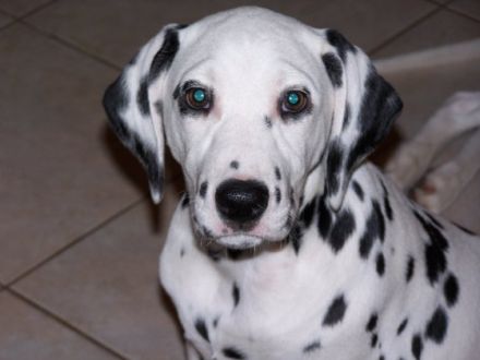 Aus der Reichelsdorfer Wurfkiste