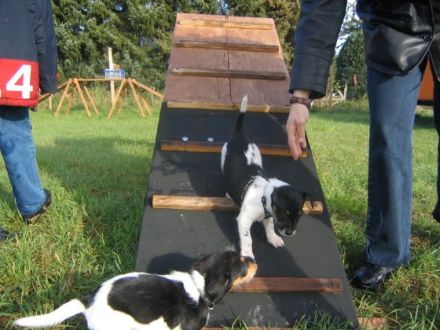 Hundepension Dortmund