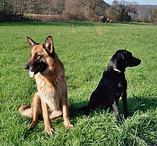 PFOTE  &  HAND - Hundeschule mit Herz und Verstand