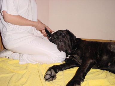 Crameri Doggy-Wellness-Hotel/ Rheinland-Pfalz