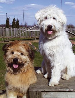 1a Hundepension Werths Willich-Neersen