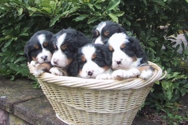 vom Hof Schierenbeck