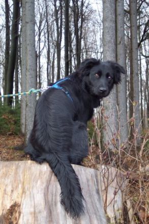 "Fair Play" Hundeschule Sondermann