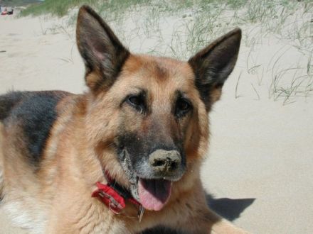 Sabine Keller Hundetraining