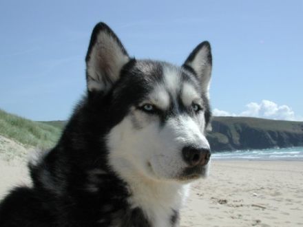 Sabine Keller Hundetraining