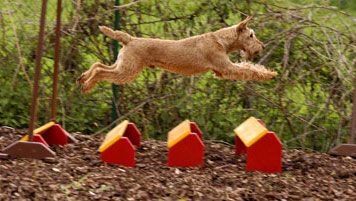 Hundezentrum-best-friend