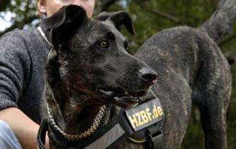 Hundezentrum-best-friend