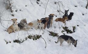 Hundezentrum-best-friend