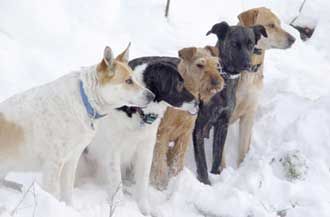 Hundezentrum-best-friend