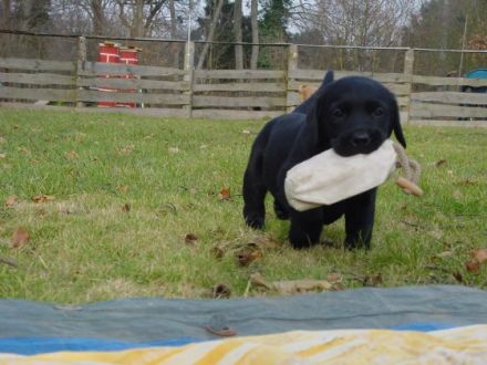 Ganzheitliche Hundeschule Weißgerber
