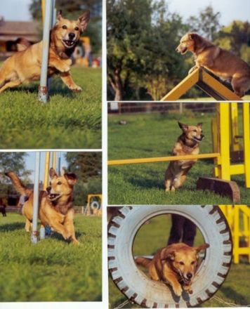 Dienstleistungen rund um das Haustier