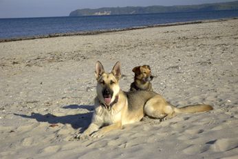 Dienstleistungen rund um das Haustier