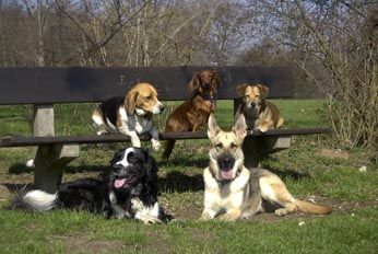 Dienstleistungen rund um das Haustier