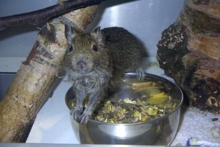 Dienstleistungen rund um das Haustier...