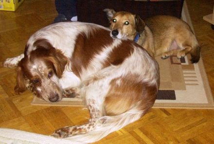 Dienstleistungen rund um das Haustier...