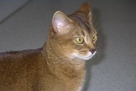 Dienstleistungen rund um das Haustier...