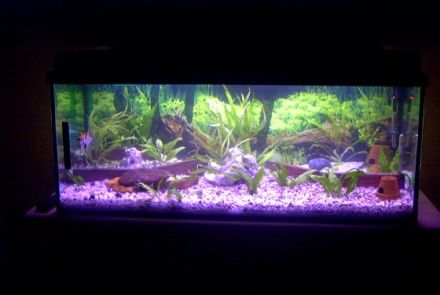 Dienstleistungen rund um das Haustier...