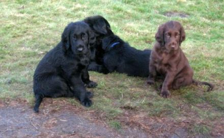 Ostfrieslands Graceful Flats