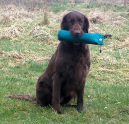 Ostfrieslands Graceful Flats