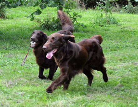 Ostfrieslands Graceful Flats