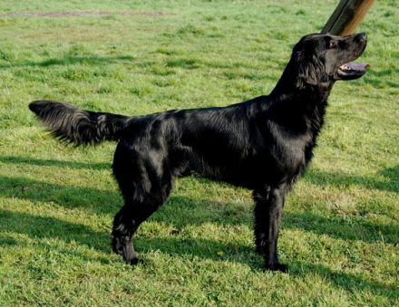 Ostfrieslands Graceful Flats