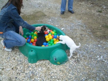 Hundeschule Mittelschwaben