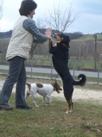 Hundeschule Mittelschwaben