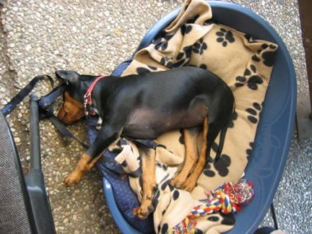 Hundeschule Doghouse