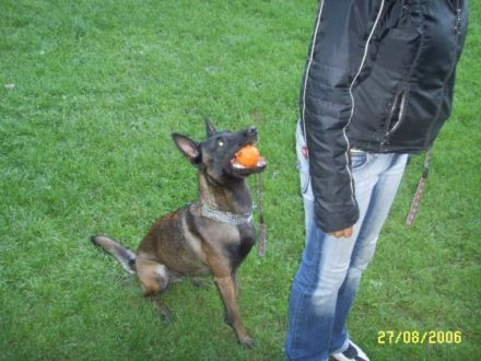 Chez Zara, private Hundepension