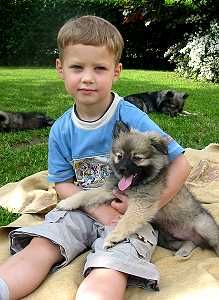 grau,black-tan,gescheckt von Ayers Rock