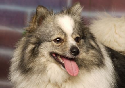 grau,black-tan,gescheckt von Ayers Rock